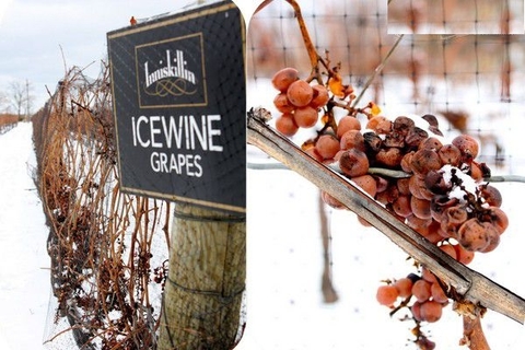 Những yếu tố cần xem xét khi mua rượu vang đá