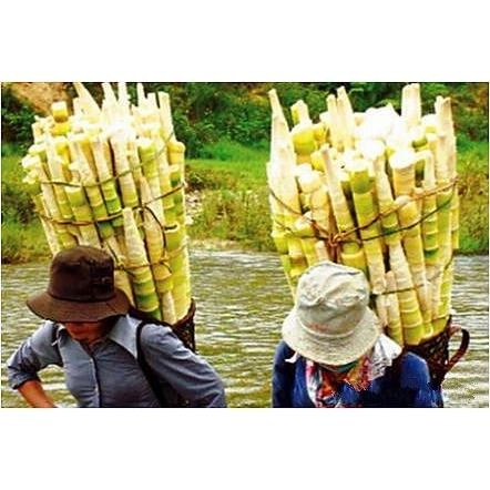 MÄng rá»i TÃ¢y báº¯c./Kg