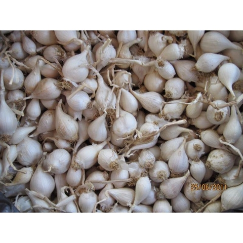 Tá»i mÃ´t nhÃ¡nh ÄiÃªÌ£n BiÃªn./Kg