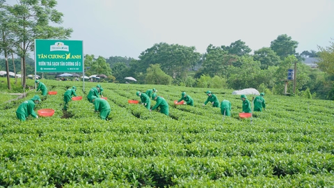 2 Sản Phẩm Trà Sữa Phổ Biến Được Làm Từ Cốt Chè Thái Nguyên