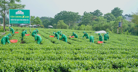 Bí quyết sao trà thơm – ngon – giữ được màu lá tự nhiên trong trà xanh Thái Nguyên