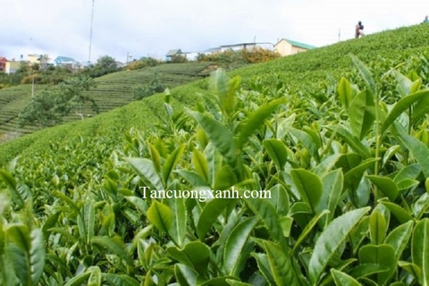 Cách nhận biết trà Thái Nguyên Tân Cương chính hãng