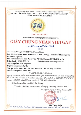 sản xuất chè thái nguyên theo tiêu chuẩn VietGap