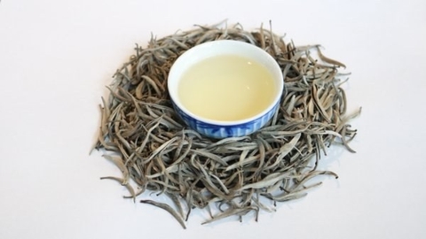 Công dụng của lớp tuyết trắng trên trà Shan Tuyết và những bí ẩn thú vị xoay quanh