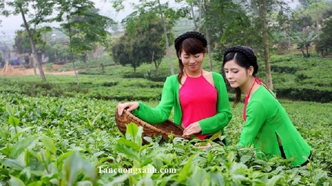 Chè đặc sản tân cương thái nguyên