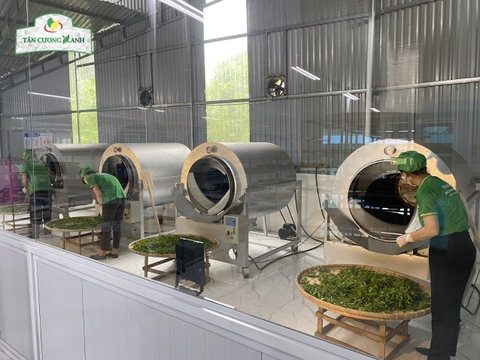 Kỹ Thuật Đánh Hương Trong Sản Xuất Trà Tân Cương Thái Nguyên