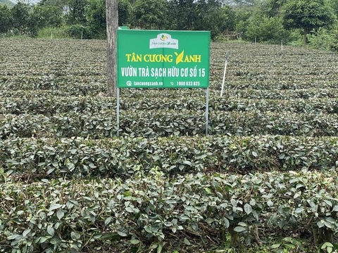 Thời tiết khắc nghiệt làm giảm mạnh sản lượng trà Thái Nguyên