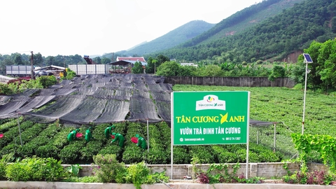 Trà nõn tôm và trà móc câu – Dòng trà nào mang hương vị đậm đà hơn?