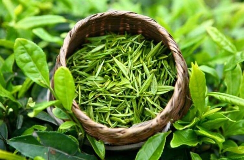 Trà đinh – Vì sao thường được thu hái vào thời điểm nhất định