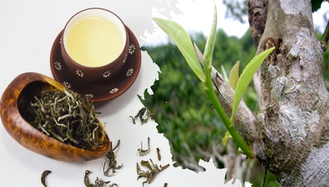 Trà Shan tuyết và chanh – Đồ uống buổi sáng tốt cho tim mạch và kiểm soát huyết áp hiệu quả