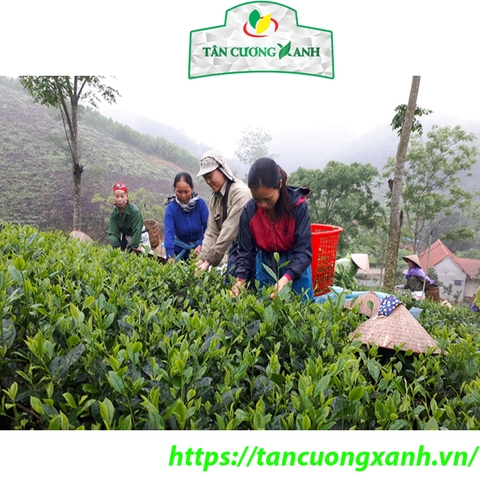 Chè Tân Cương ngon tại Trà Vinh