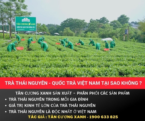 Trà Thái Nguyên - Quốc Trà Việt Nam Tại Sao Không