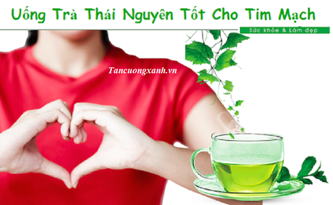 Uống trà rất tốt cho tim mạch