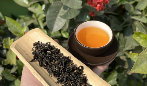 Trà Thái Nguyên, trà Shan Tuyết, trà đinh - Loại nào phù hợp nhất cho người mới bắt đầu làm quen với trà
