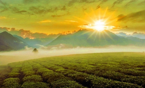 Trà Thái Nguyên trên sườn đông, trà Thái Nguyên trên sườn tây – Hướng nắng có làm thay đổi vị trà?