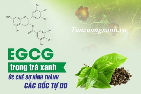 Uống trà giúp làm giảm cholesterol