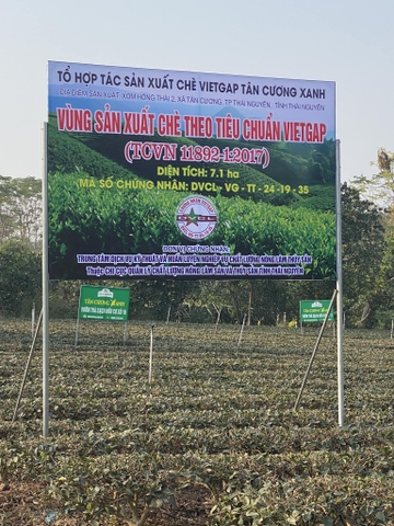 VÙNG TRÀ THÁI NGUYÊN HẠN KÉO DÀI 6 THÁNG – SẢN LƯỢNG GIẢM MẠNH, CHẤT LƯỢNG ĐI XUỐNG, GIÁ THÀNH TĂNG CAO