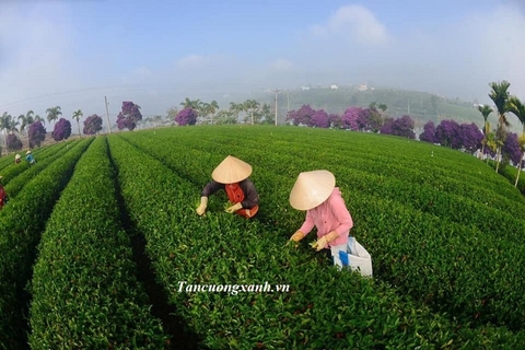 Chè Thái Nguyên Xuất Khẩu