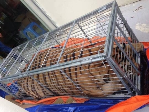 Mua hổ sống nặng 200 kg từ Nghệ An ra Hà Nội nấu cao