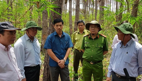 Lâm Đồng: Lập chuyên án truy tìm thủ phạm ‘đầu độc’ rừng thông