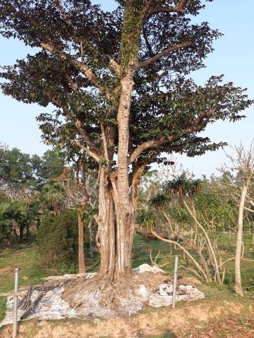 Vườn ươm cây cảnh trị giá hàng tỷ đồng bị kẻ xấu tưới nước muối phá hoại