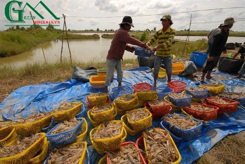 Chăm sóc tôm nuôi vào thời tiết lạnh