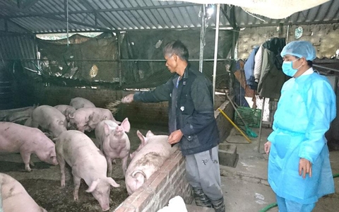 Vôi bột đa dụng trong chăn nuôi heo