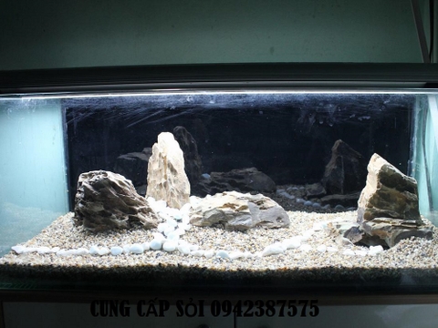 Bể cá cảnh có rêu, nên làm gì?