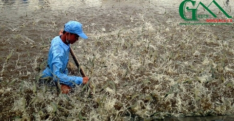 Mật độ nuôi tôm thẻ chân trắng thế nào là phù hợp ?