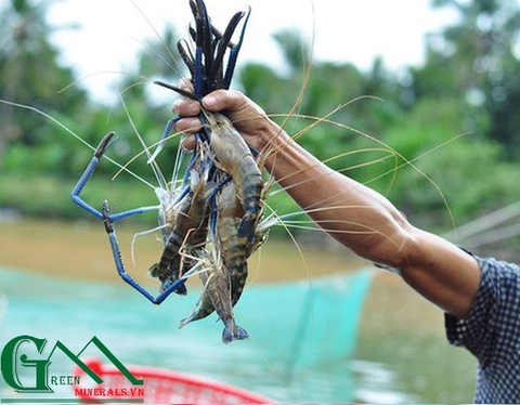 Những sai lầm trong nuôi tôm có thể khiến người nuôi mất trắng