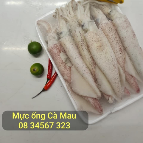 Mực ống 9/12 Cà Mau