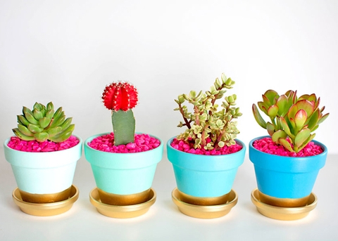 Chậu cây cảnh trong nhà sẽ tốt hơn cho sức khỏe