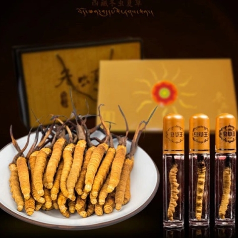 Đông Trùng Hạ Thảo Nguyên Con Tây Tạng size 45,đông trùng hạ thảo, đông trùng hạ thảo tây tạng, đông trùng hạ thảo khô, đông trùng thảo khô, mua đông trùng hạ thảo, bán đông trùng hạ thảo, giá đông trùng hạ thảo, đông trùng hạ thảo tươi