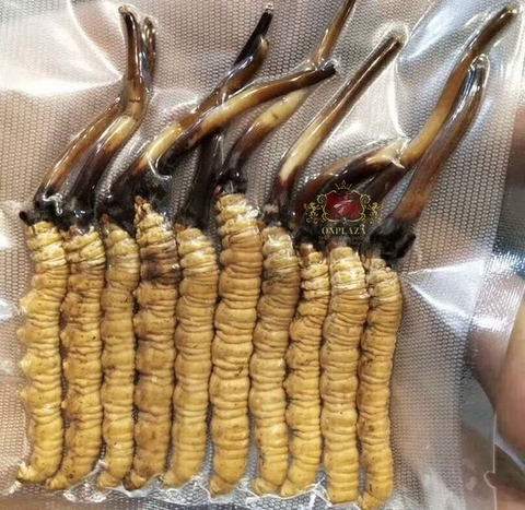 Đông Trùng Hạ Thảo - Tây Tạng size 60 (1g)