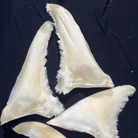 Vi Cá Mập Nguyên Vi (Loại To 200g/vi ) Loại 1 - Shark Fin High Quality 2