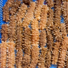 Hải Sâm Khô size 18-25con, Hải Sâm Nhập khẩu - hàng VIP,Hải sâm Đen Gai nhật Bản, hải sâm khô, hải sâm đen, hải sâm gai, hải sâm cát, hải sâm trắng, mua hải sâm ở HN, giá hải sâm hôm nay