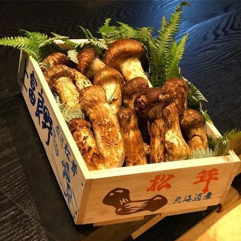 Nấm Tùng Nhung Matsutake Nhật bản - Platini dired Mushroom