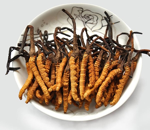Đông Trùng Hạ Thảo Nguyên Con Tây Tạng size 45 ALOFOOD