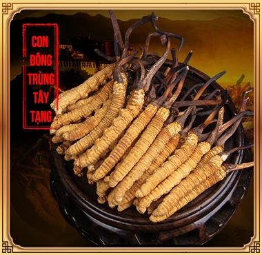 Đông Trùng Hạ Thảo Nguyên Con Tây Tạng tươi. Size 2.0-2.3