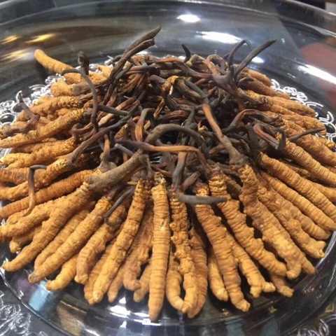 Đông Trùng Hạ Thảo Nguyên Con Tây Tạng tươi. Size 1.1