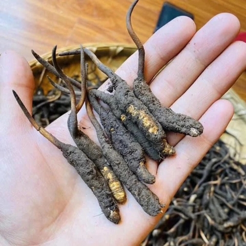 Đông Trùng Hạ Thảo Nguyên Con Tây Tạng tươi. Size 1.2