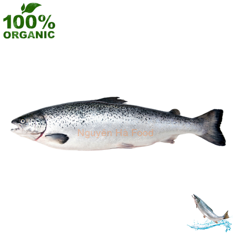 1 Cá hồi nguyên con Nauy loại 1 size 6-7kg- Fresh Salmon Norway