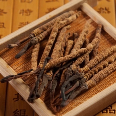 Đông Trùng Hạ Thảo - Tây Tạng size 60 Gãy (1g)