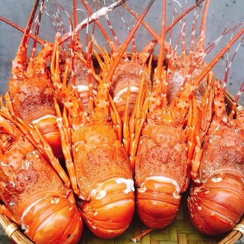 Tôm Hùm Hấp Sẵn - Size 1-2con/kg, tôm hùm, tôm hùm bông, tôm hùm alaska, tôm alaska, tôm hùm canada, giá tôm hùm, mua tôm hùm, tom hum,