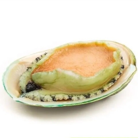 Bào Ngư Úc Viền Xanh Size 5-6 - Frozen Green Lip Abalone Big Size