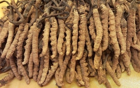 Đông Trùng Hạ Thảo Nguyên Con Tây Tạng size 65 ALOFOOD