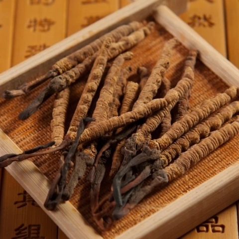 Đông Trùng Hạ Thảo Nguyên Con Tây Tạng tươi. Size 1.7