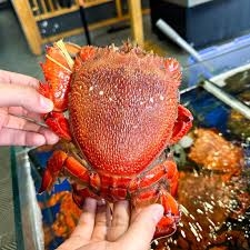 Cua huỳnh đế size 2con/kg