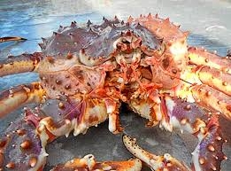 Cua Hoàng Đế Alaska (Size 9-10kg) - Red Big King Crab
