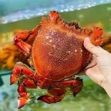 Cua Huỳnh Đế Úc Size 1-2con/kg
